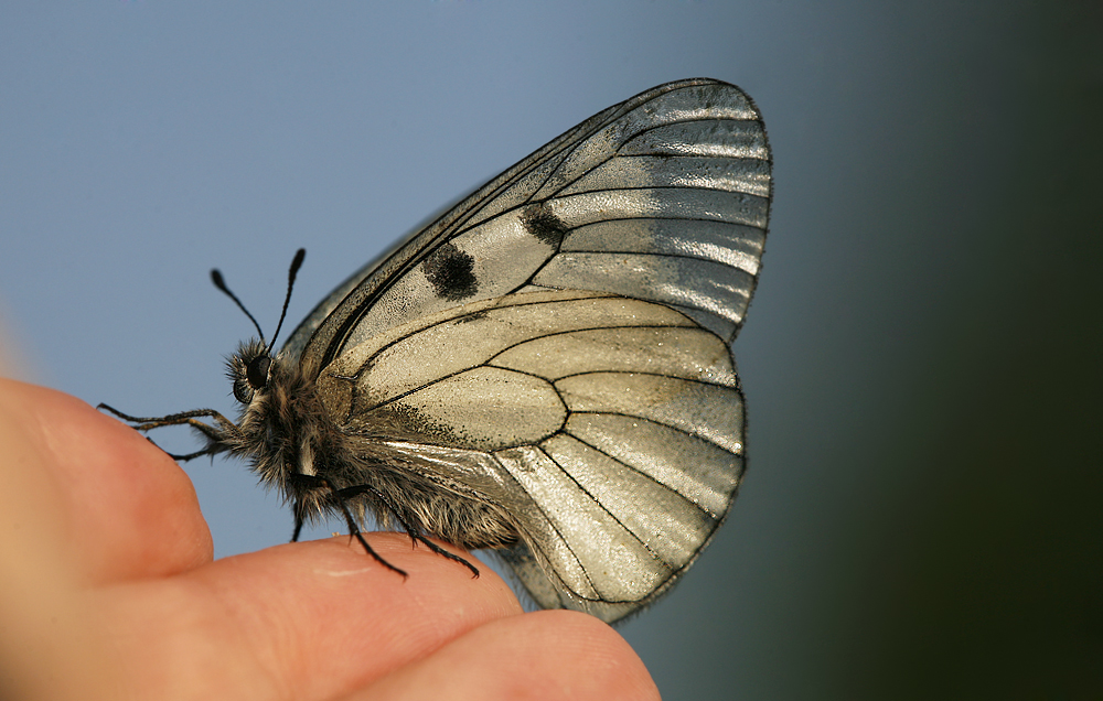 бабочка мнемозина Parnassius mnemosyne